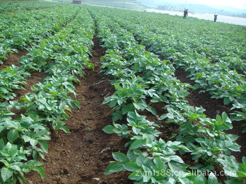 【荷兰土豆批发大量出售2011优质土豆种】价格,厂家,图片,薯类作物,左云县边塞富民马铃薯购销专业合作社-