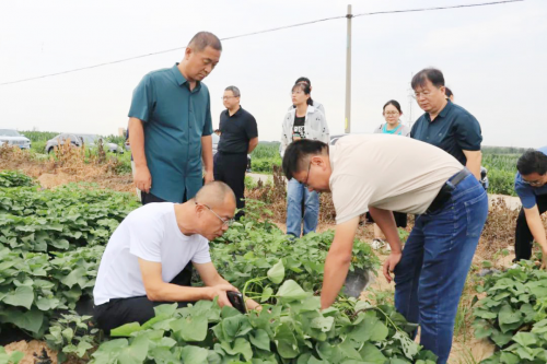 山东省薯类专家团齐聚齐山镇 共绘蜜薯产业高质量发展蓝图