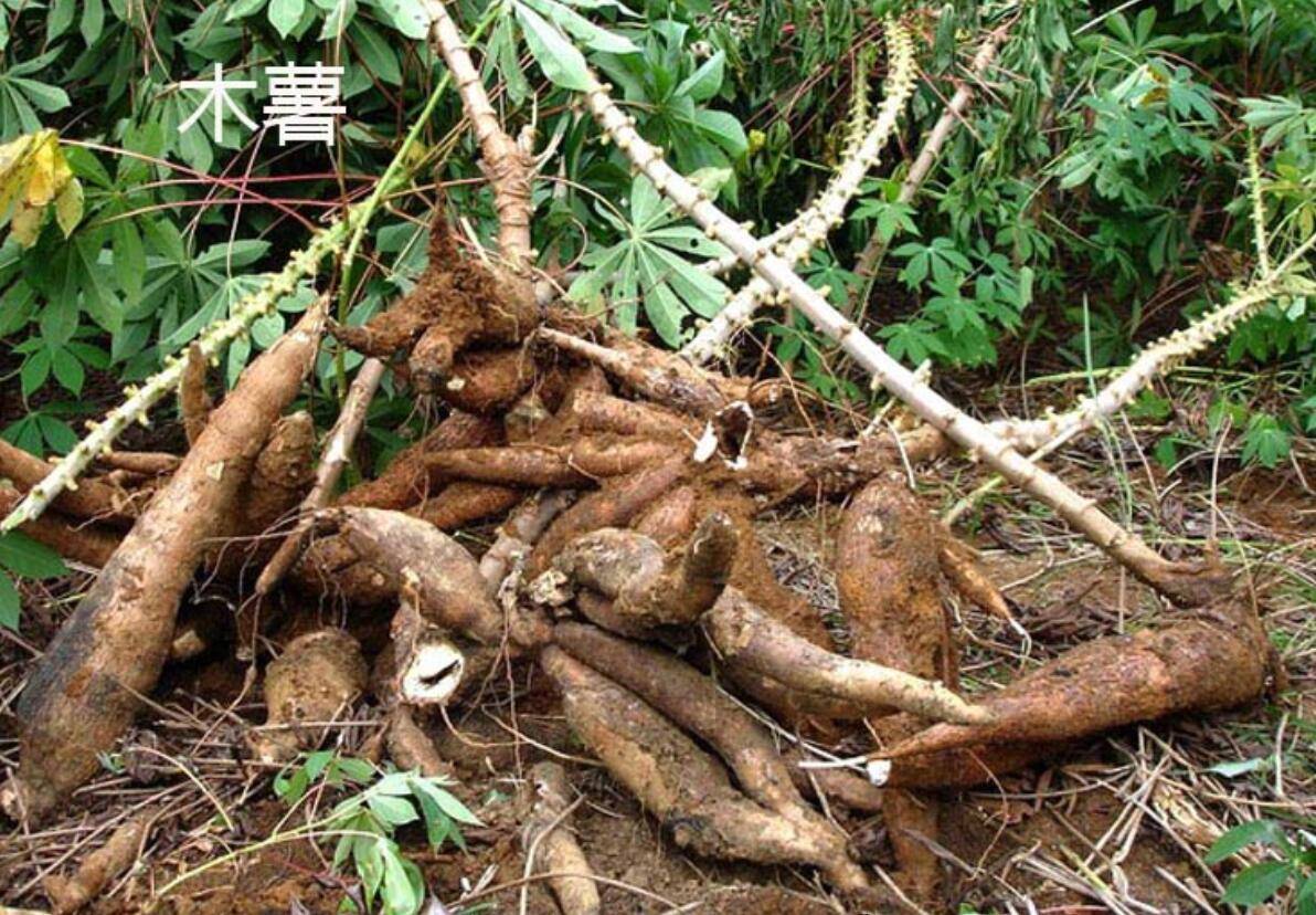 150克即可致命！木薯如何成为上亿人的口粮？广东、广西广泛种植的背后