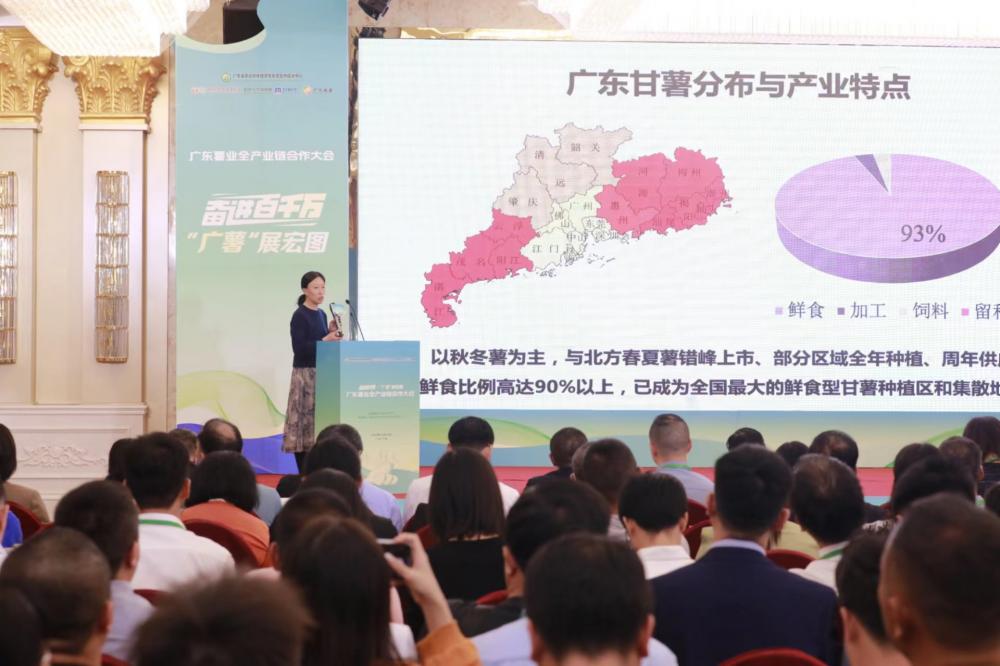 反季补位、生态联合 广东多渠道破局薯业“价格怪圈”