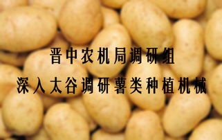 晋中农机局调研组深入太谷调研薯类种植机械
